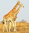 girafe